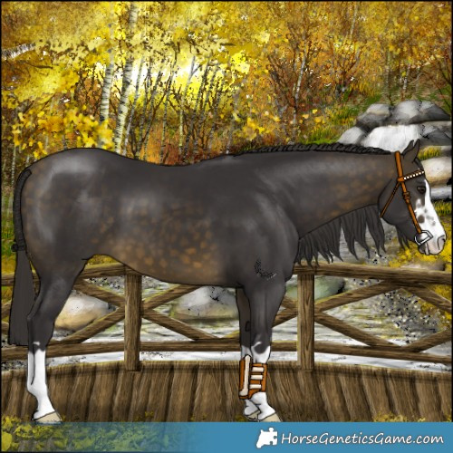 Horse Color:Buckskin 