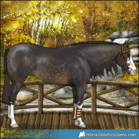 Horse Color:Buckskin