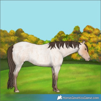 Horse Color:Amber Champagne Roan 