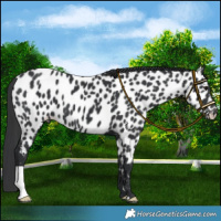 Horse Color:Black Near Leopard 