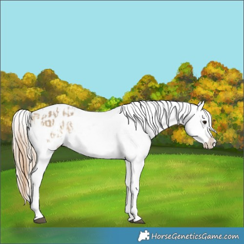 Horse Color:Buckskin Dun Appaloosa  and Chocolate Palomino Dun Appaloosa 