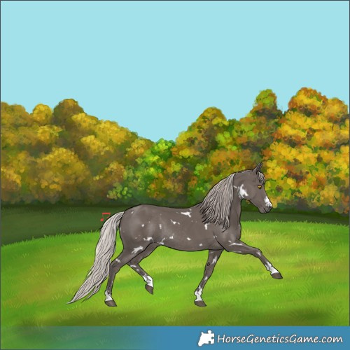 Horse Color:White Spotted Silver Black Rabicano 