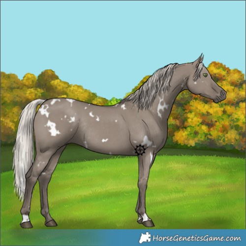 Horse Color:White Spotted Silver Grullo Rabicano 
