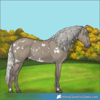 Horse Color:White Spotted Silver Smoky Grullo Rabicano