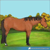Horse Color:Bay 