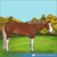 Horse Color:Chestnut Splash 