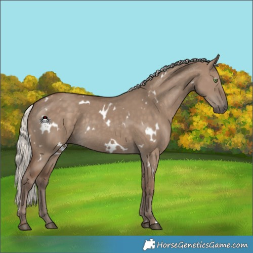 Horse Color:White Spotted Silver Grullo Rabicano 