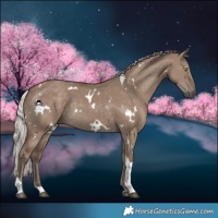 Horse Color:White Spotted Silver Grullo Tobiano Rabicano 