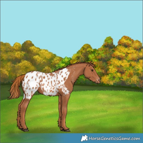 Horse Color:Chestnut Near Leopard 