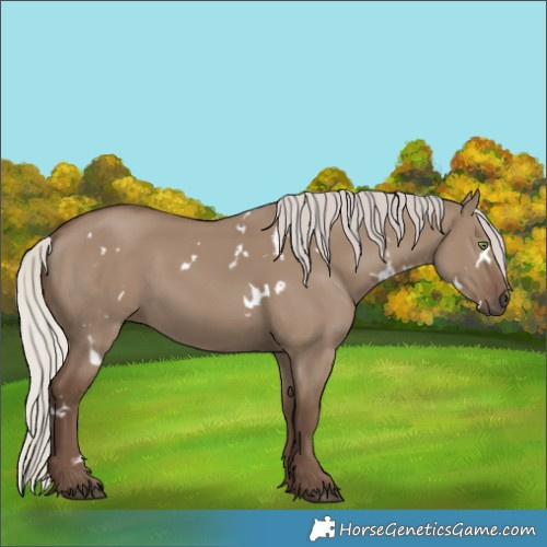 Horse Color:White Spotted Silver Grullo Rabicano 