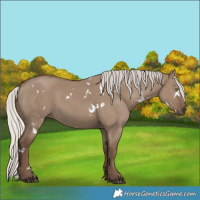 Horse Color:White Spotted Silver Grullo Rabicano