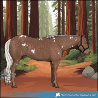 Horse Color:White Spotted Silver Black Rabicano