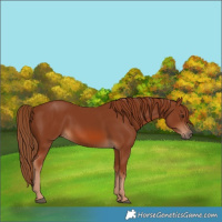 Horse Color:Chestnut 