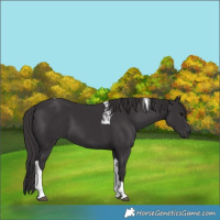 Horse Color:Smoky Black Tobiano 