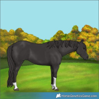 Horse Color:Smoky Black Tobiano 