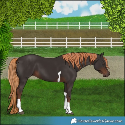 Horse Color:Liver Chestnut Tobiano 
