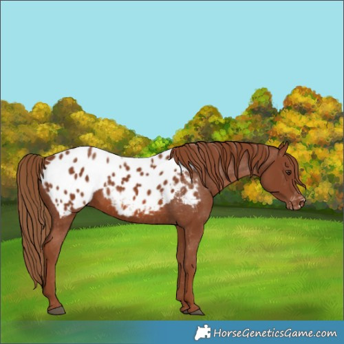 Horse Color:Chestnut Appaloosa