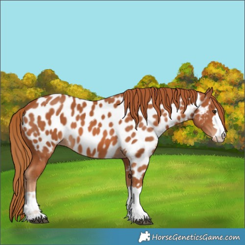 Horse Color:Chestnut Appaloosa 