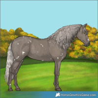 Horse Color:White Spotted Silver Grullo Rabicano 