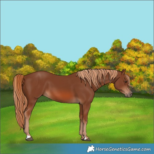 Horse Color:Chestnut 