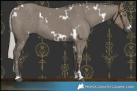Horse Color:White Spotted Silver Grullo Rabicano 