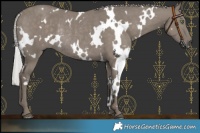 Horse Color:White Spotted Silver Grullo Rabicano 