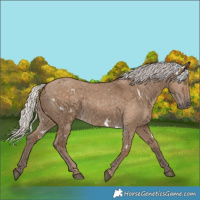Horse Color:White Spotted Silver Grullo Rabicano