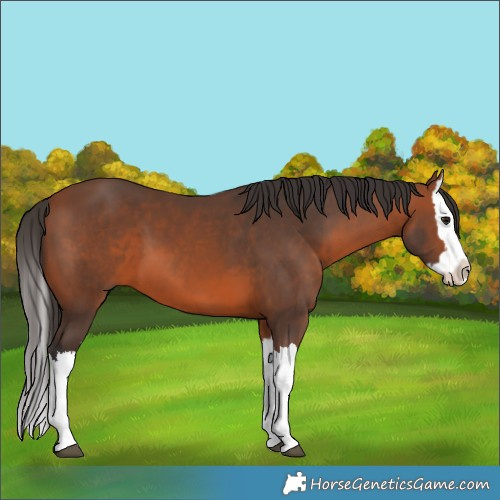 Horse Color:Bay Splash 
