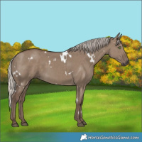 Horse Color:White Spotted Silver Grullo Rabicano
