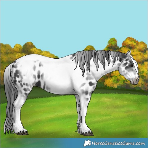Horse Color:White Spotted Black Splash Tobiano Frame Appaloosa 
