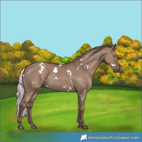 Horse Color:White Spotted Silver Grullo Rabicano 