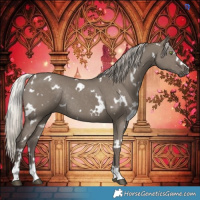 Horse Color:White Spotted Silver Grullo Rabicano