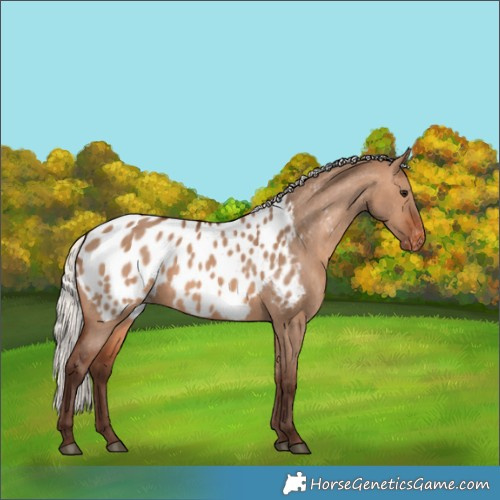 Horse Color:Silver Brown Dun Appaloosa 