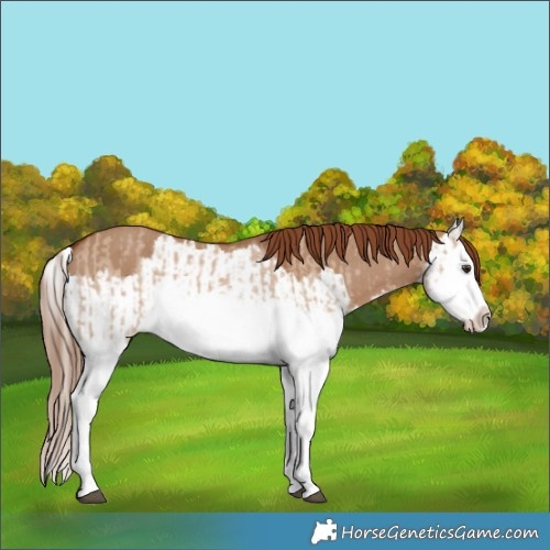 Horse Color:Red Dun Splash  and Red Dun Splash 