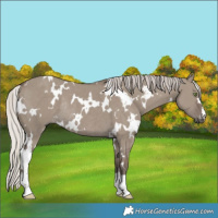 Horse Color:White Spotted Silver Grullo Rabicano 