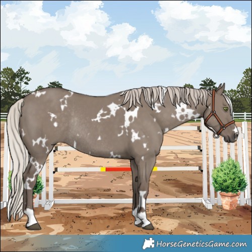 Horse Color:White Spotted Silver Grullo Rabicano 