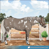 Horse Color:White Spotted Silver Grullo Rabicano