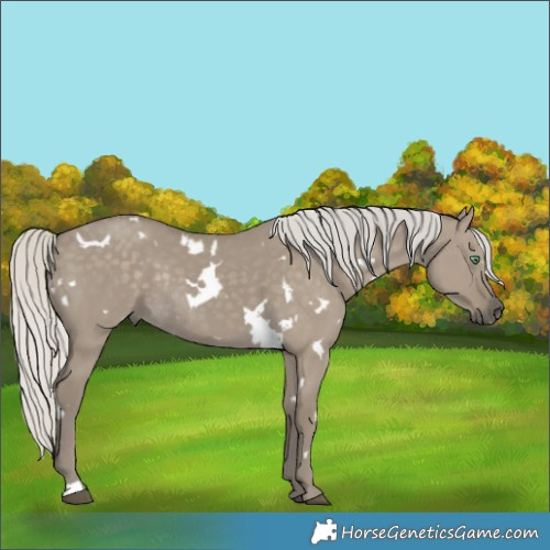 Horse Color:White Spotted Silver Smoky Grullo Rabicano 