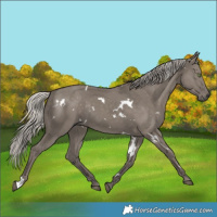 Horse Color:White Spotted Silver Grullo Rabicano 