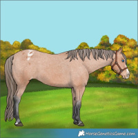 Horse Color:Bay Splash Appaloosa 