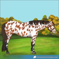 Horse Color:Bay Splash Appaloosa 