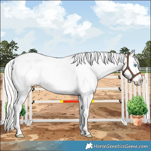 Horse Color:Cremello Splash Appaloosa 