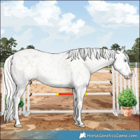 Horse Color:Cremello Splash Leopard 