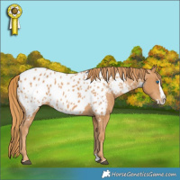 Horse Color:Chestnut Splash Near Leopard 