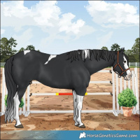 Horse Color:Black Splash Tobiano 