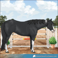 Horse Color:Black Splash Tobiano 