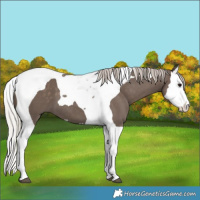 Horse Color:Silver Black Splash Tobiano 