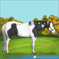 Horse Color:Black Splash Tobiano 