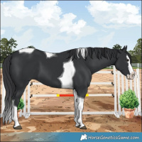 Horse Color:Black Splash Tobiano 