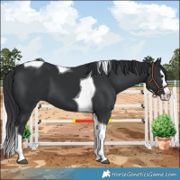 Horse Color:Black Splash Tobiano 